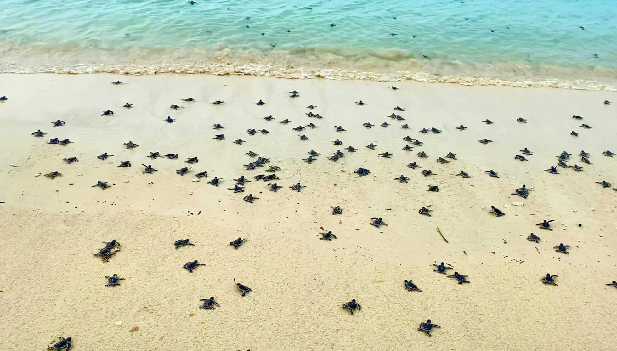 SeA Travel